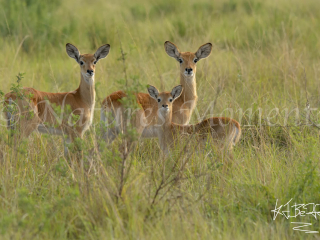 Ugandan Kob - Three of a Kind