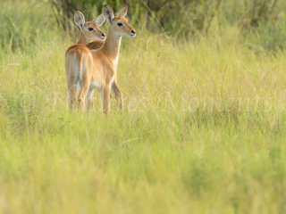 Ugandan Kob - Siblings
