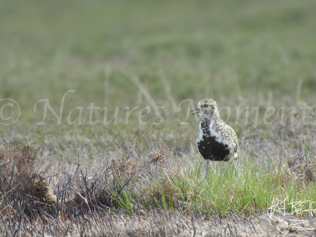 Golden Plover - In the Grass