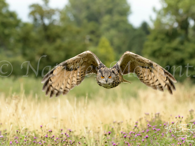 Eurasian Eagle Owl - Over Thistles