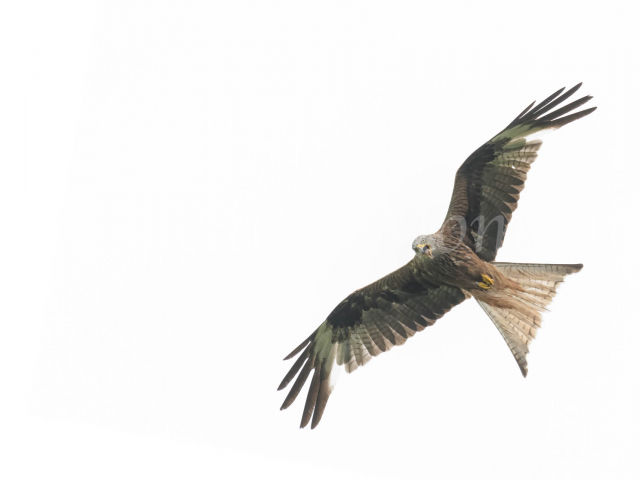 Red Kite - Angry Bird