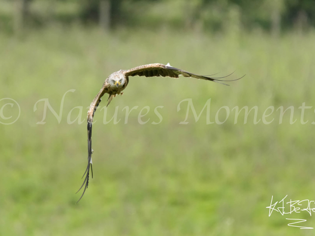 Red Kite - Attack