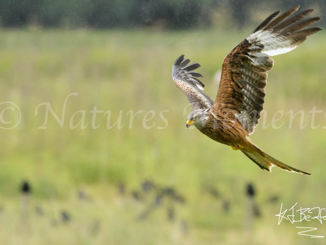 Red Kite - Ready to Dive