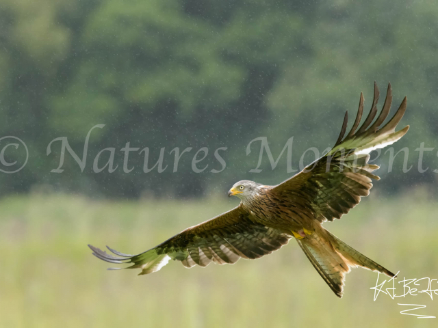 Red Kite - Wings Stretched