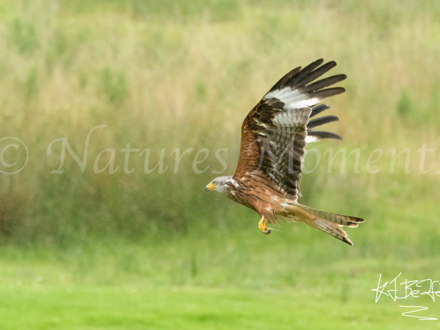 Red Kite - Fly By