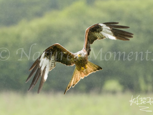 Red Kite - Rain on Beak