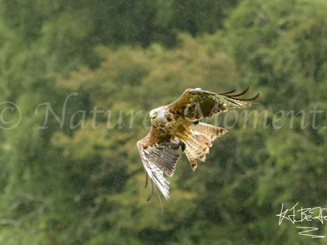 Red Kite - In the Rain