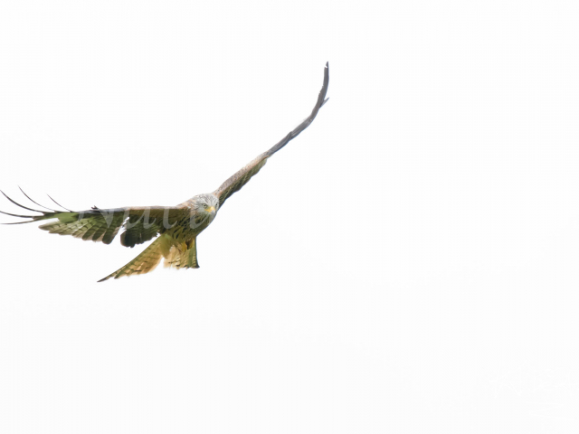 Red Kite - Soaring High