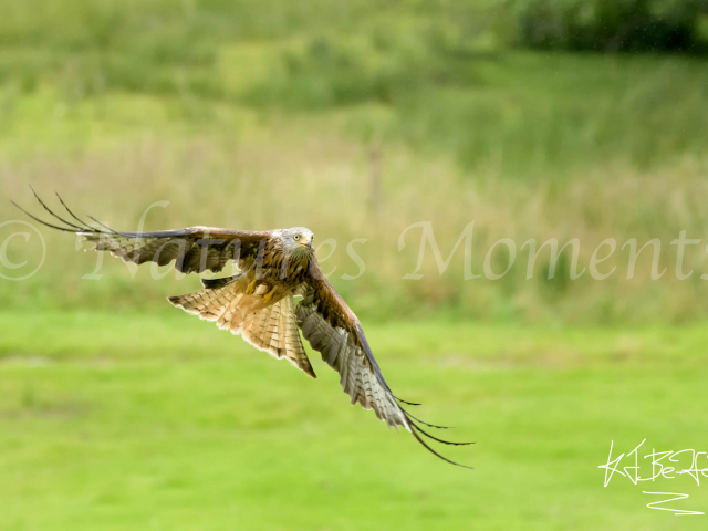 Red Kite -  Lift Off