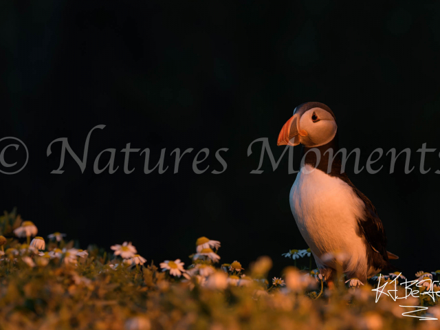 Puffin - In the Daisies