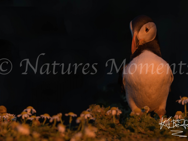 Puffin - Reflecting