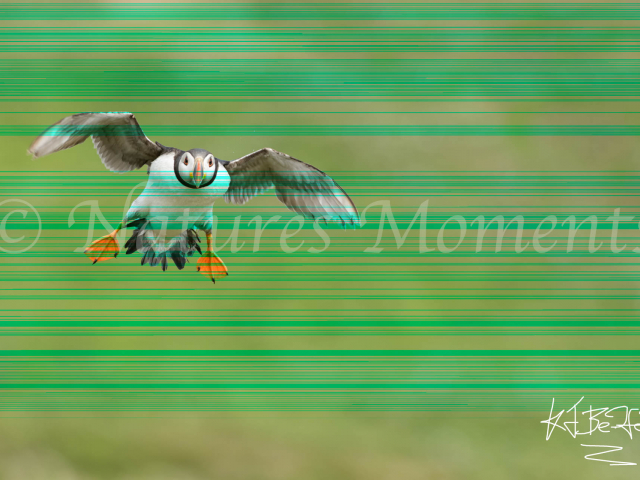 Puffin - Landing Gear Down