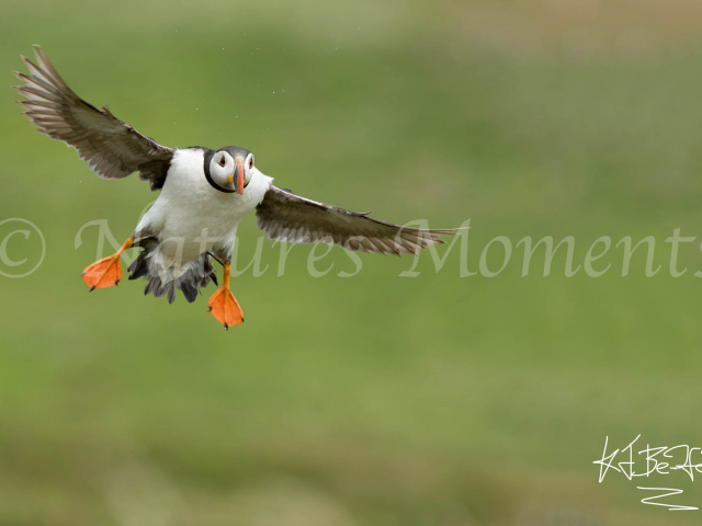 Puffin - Wings Out for Landing