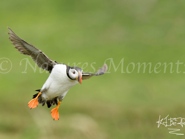 Puffin - Final Approach