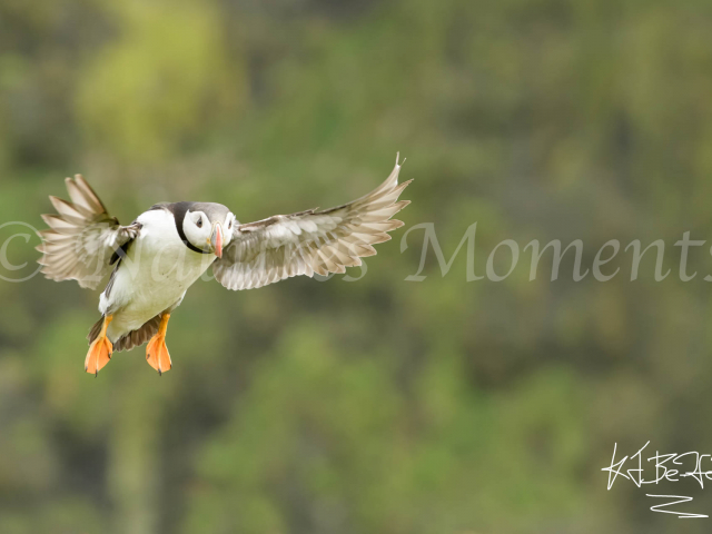 Puffin - Where&#039;s my Nest