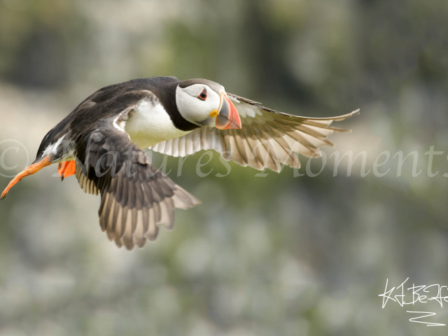 Puffin - Gliding By