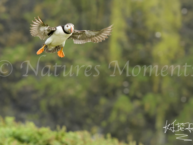 Puffin - Coming into Land