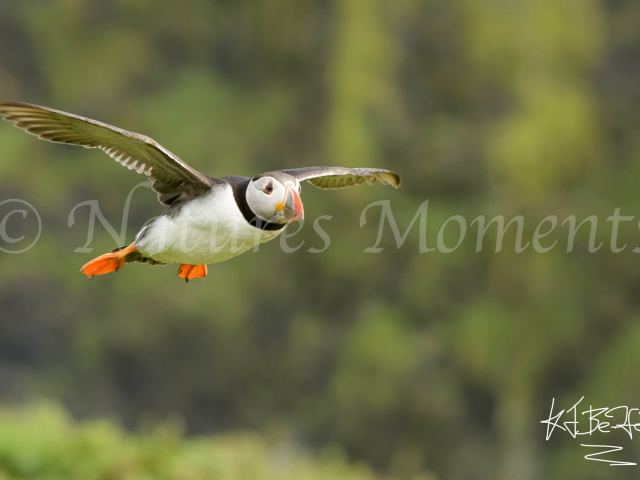 Puffin - Gliding In