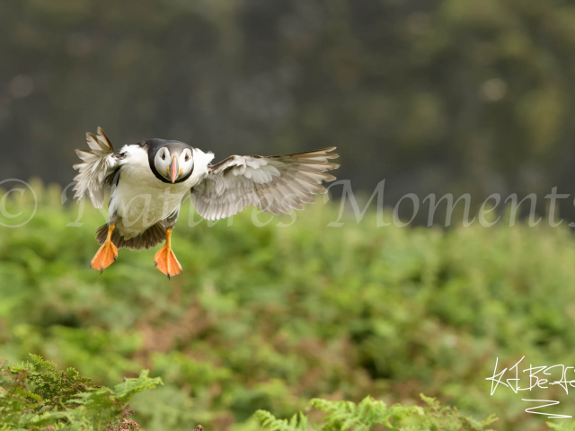 Puffin - Final Descent