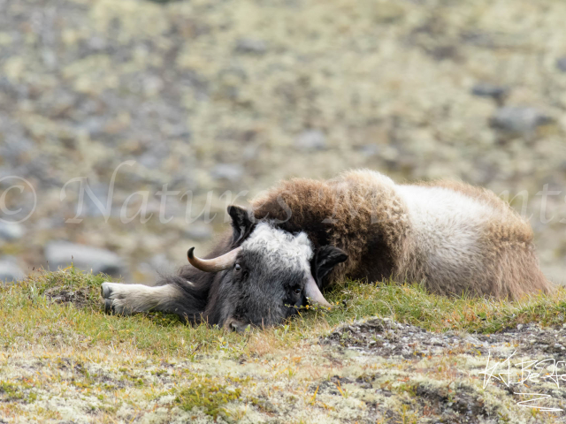 Musk Ox - Best Foot Forward