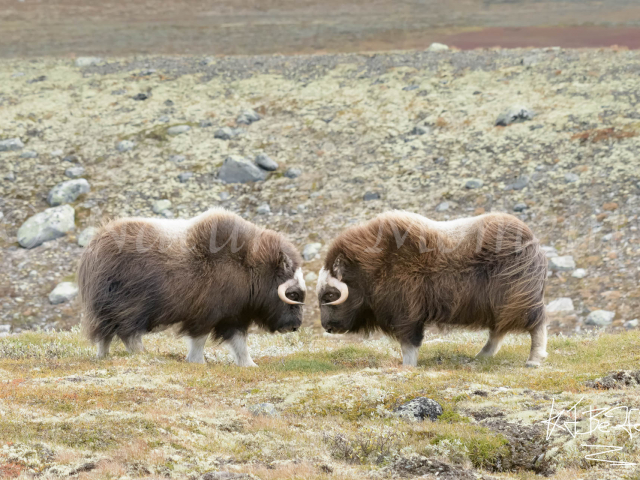 Musk Ox - Book Ends