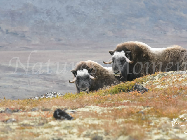 Musk Ox - Two Over the Ridge