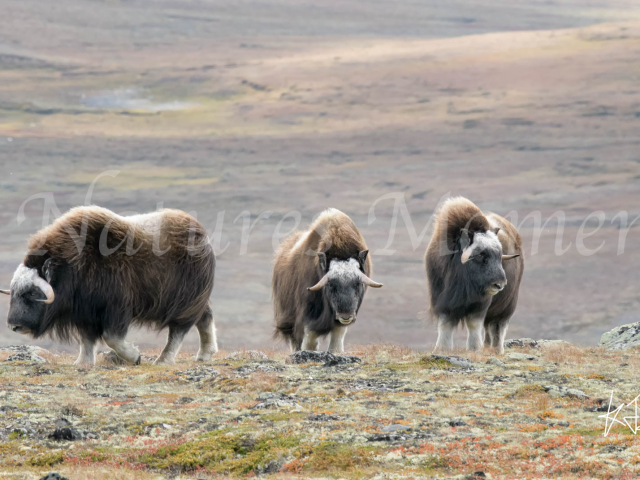 Musk Ox - Trio