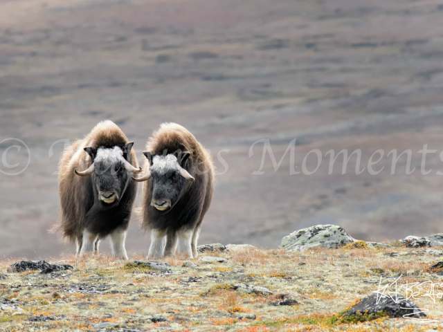 Musk Ox - Lovely Day Today