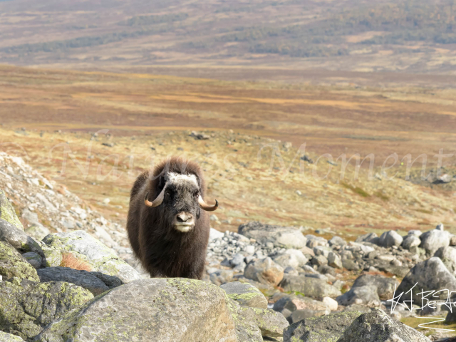Musk Ox - Behind the Bolder