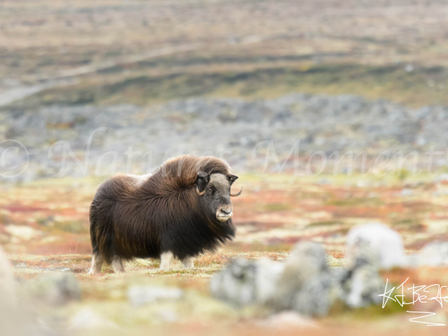 Musk Ox - Rock On