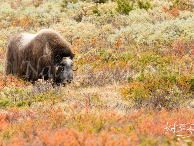 Musk Ox - Field of Colour