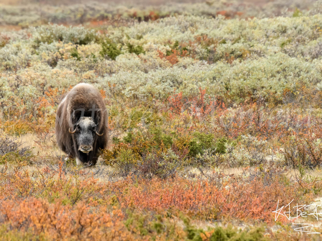 Musk Ox - Bracken Colour Overload