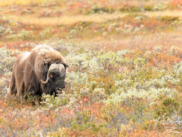 Musk Ox - Nibble in Colour