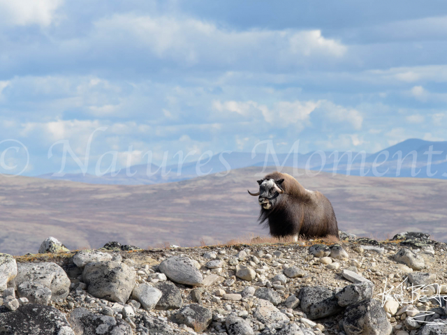 Musk Ox - Wild wind on the Ridge