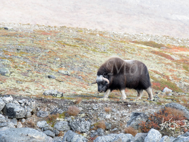 Musk Ox - Get out of my Way