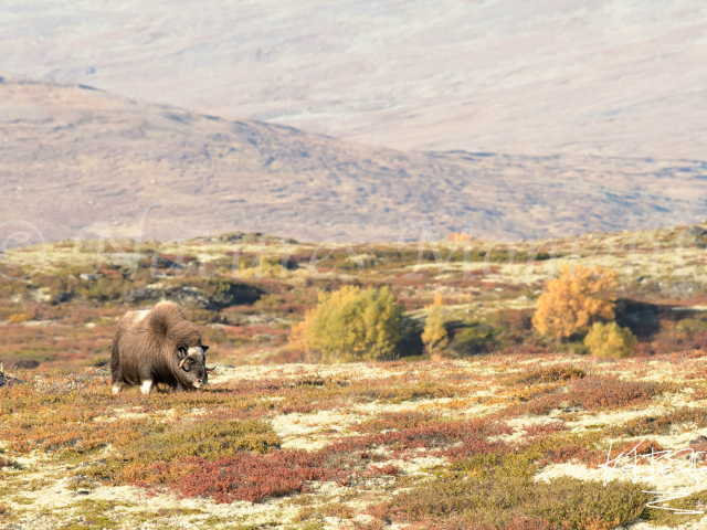 Musk Ox - Grazing the Tundra