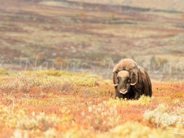 Musk Ox - Dovrefjell Dreamer