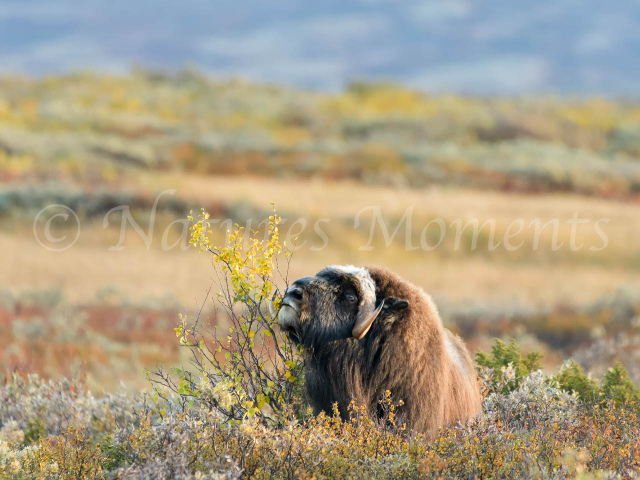 Musk Ox - Tasty Willow