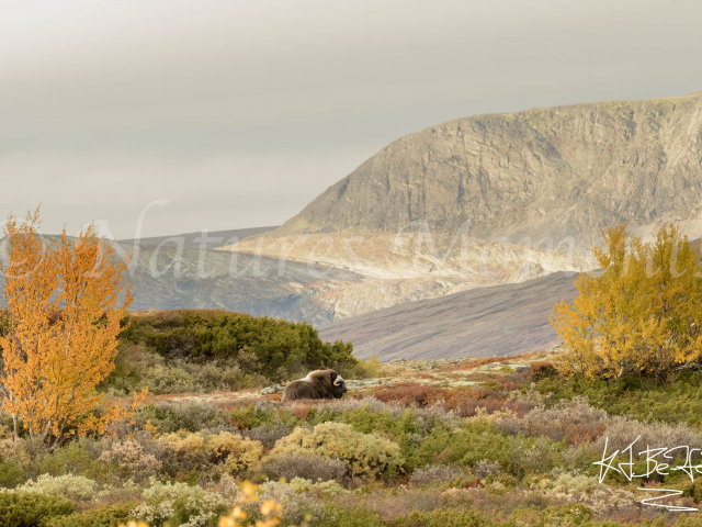Musk Ox - Heading over the Hill