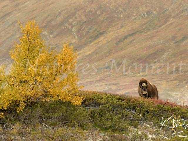 Musk Ox - Golden Birch Ridge