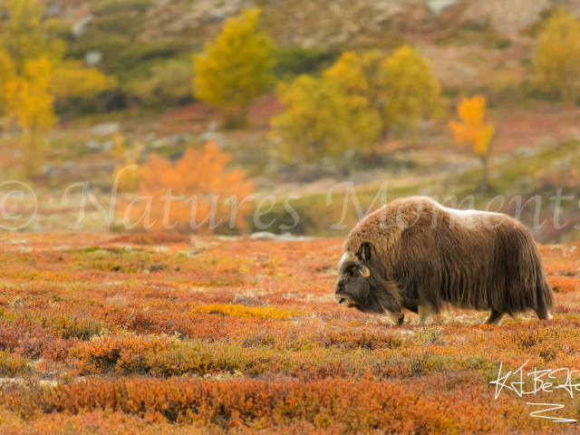 Musk Ox - Stroll Across the Tundra