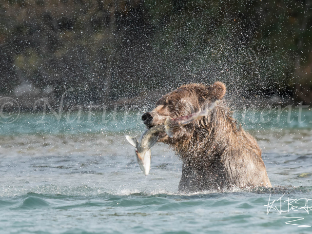 Grizzly Bear - Gotcha