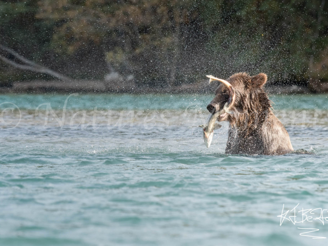 Grizzly Bear - S-cape