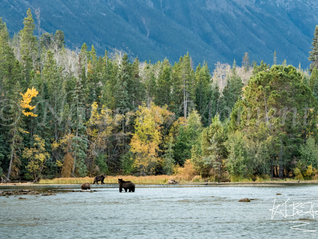 Chilcotin Mountain Bears