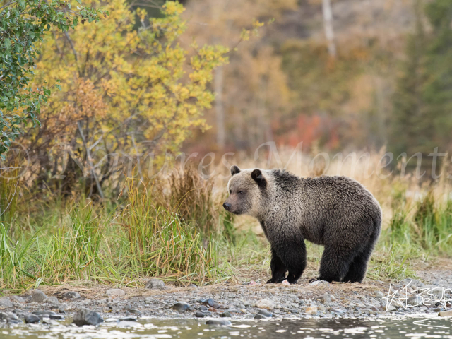 Grizzly Bear - Thoughts of Autumn