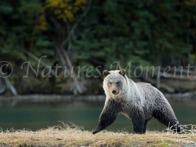 Grizzly Bear - Striding Out