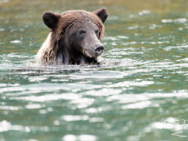 Grizzly Bear - Concentration