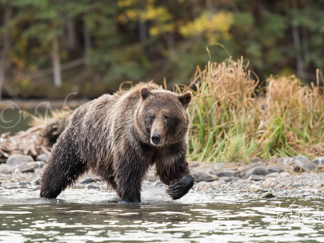 Grizzly Bear - Chasing