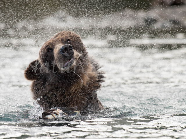Grizzly Bear - Shaking All Over
