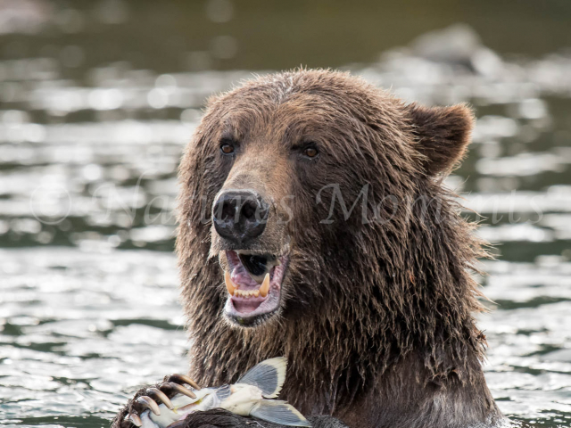 Grizzly Bear - Precious Catch